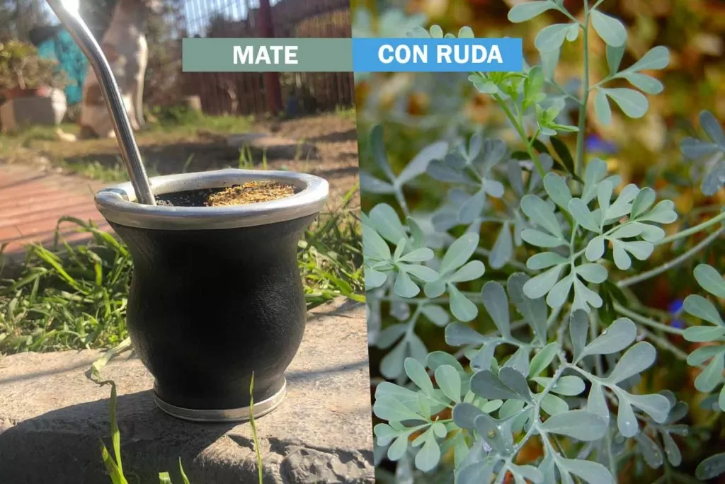 MATE CON RUDA