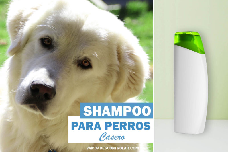SHAMPOO PARA PERROS CASERO 3 RECETAS FÁCILES🥇